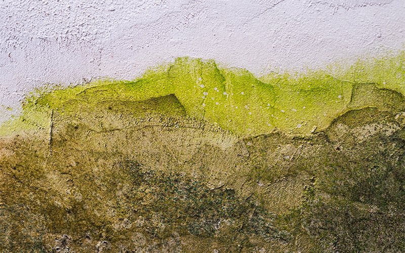 Green mould spreading on a wall in humid Singapore.