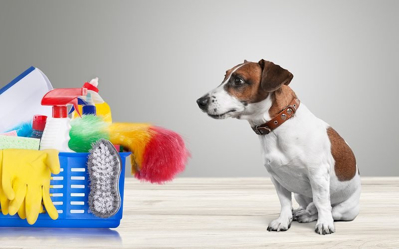 Dog sitting next to pet-friendly supplies.